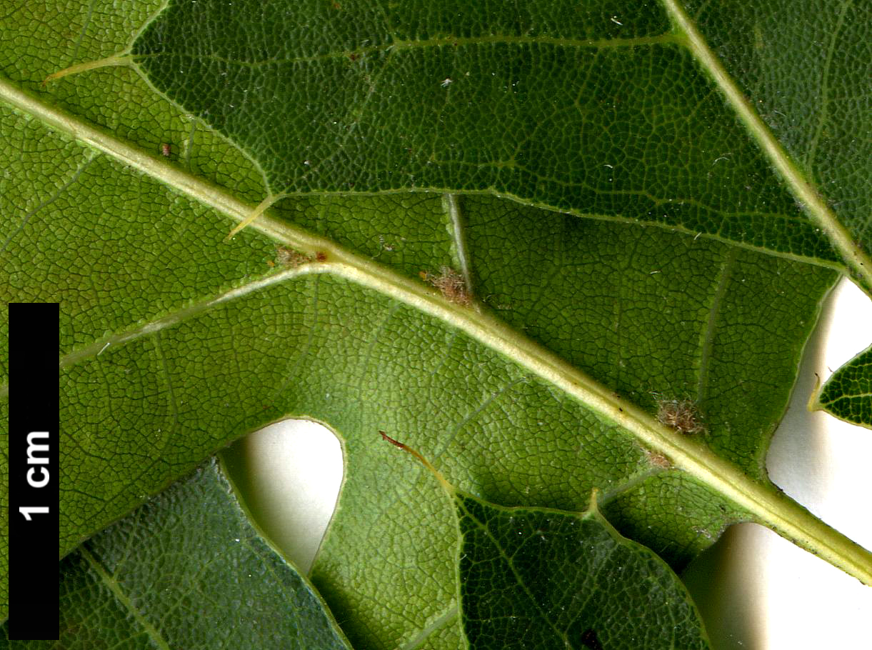 High resolution image: Family: Fagaceae - Genus: Quercus - Taxon: ×sternbergii (Q.buckleyi × Q.shumardii)